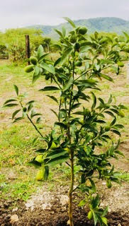 Bougianvillea