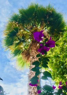 Bougianvillea