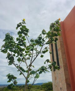 Bougianvillea