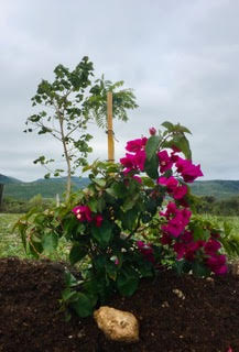 Hydrangea