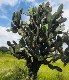 Bougianvillea