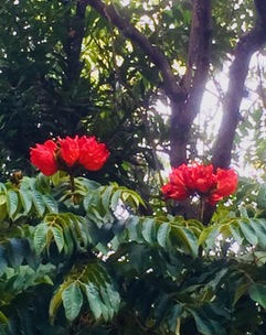 Bougianvillea