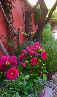 Bougianvillea