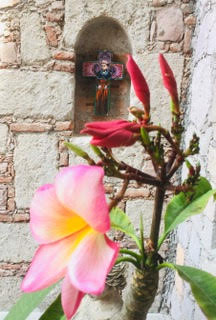 Bougianvillea