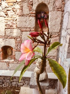 Bougianvillea