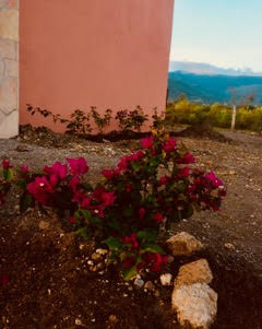 Bougianvillea