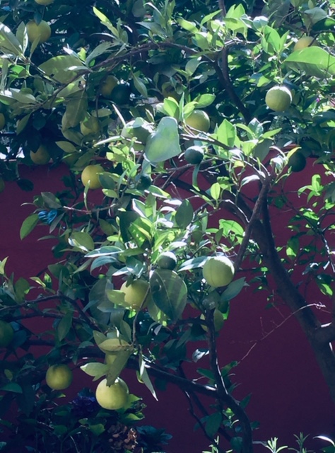Orange Tree