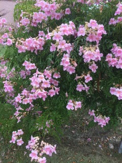 Bougianvillea