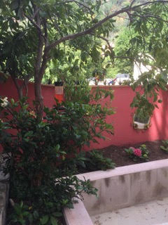 Bougianvillea