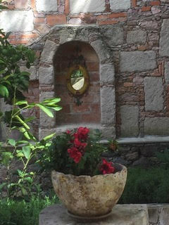 Bougianvillea