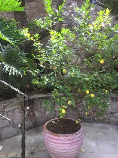 Bougianvillea
